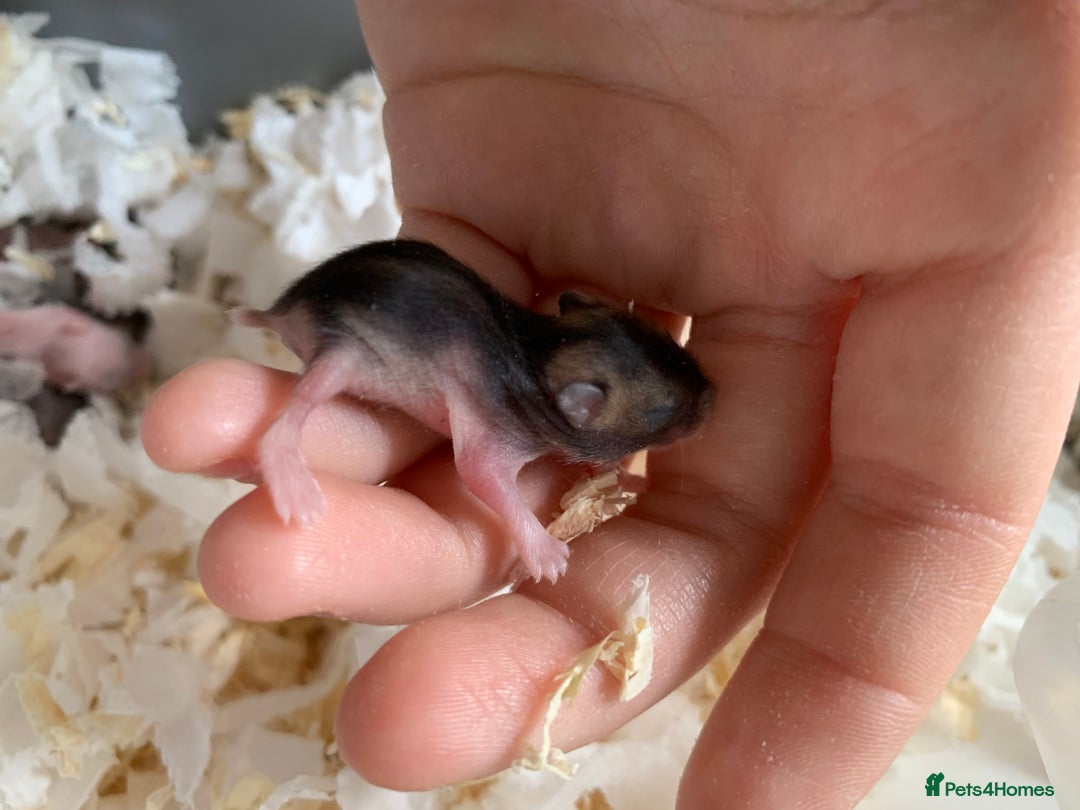 Hamster rodents for sale: Russian dwarfs  - Image 8