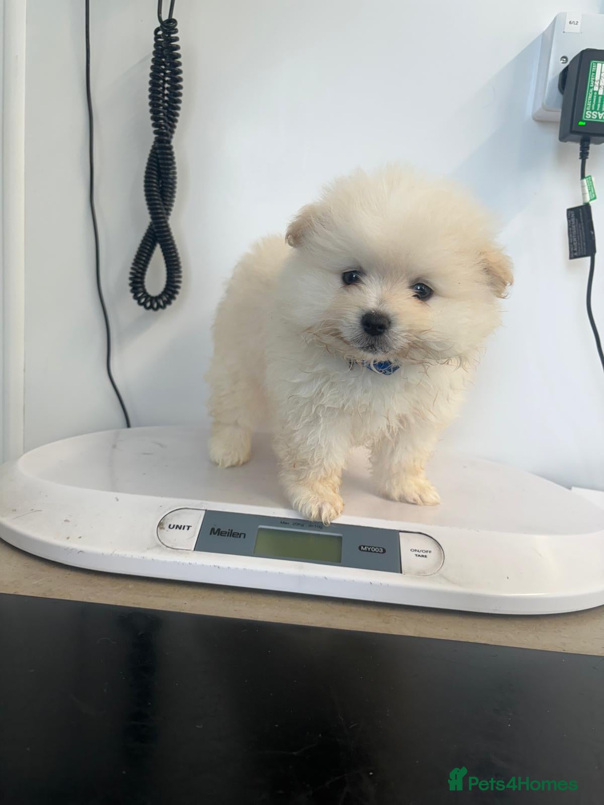 Pomeranian dogs Pomeranian puppys teddy face  ** 🐶pure pedigree  - Advert 1