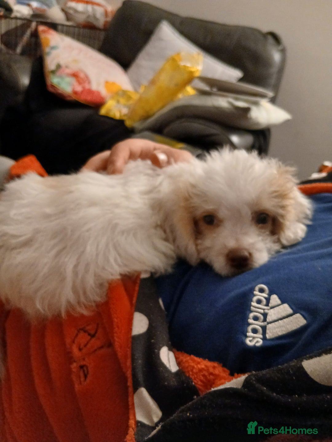 Mixed Breed dogs for sale: Springerpoo puppy  - Advert 15