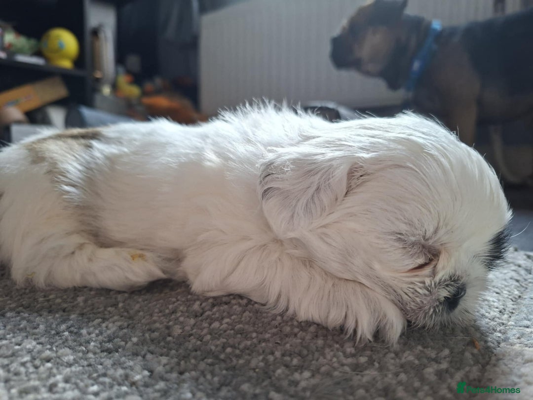 Shih Tzu dogs for sale:  ShihTzu puppies 1 girl  - Image 7