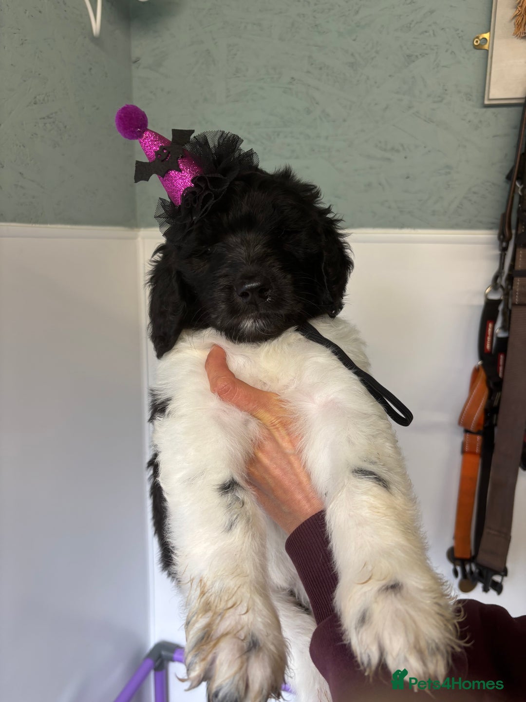 Bernedoodle dogs for sale: F1b St Berdoodle pups 1 boy left  - Advert 30