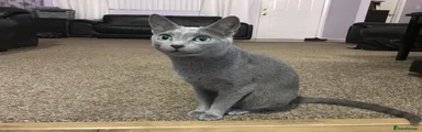 Russian Blue 2