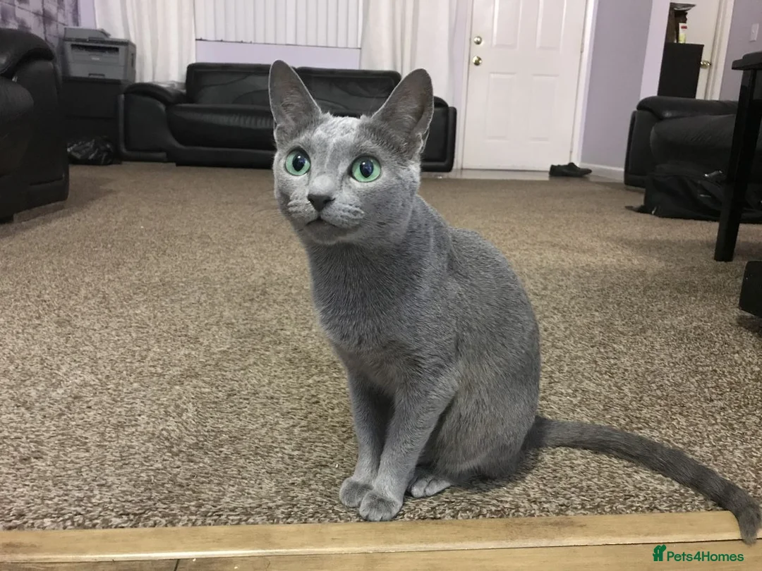 Russian Blue cats for sale: Meet Our Lovely Russian Blue Kittens in Southampton - Advert 2