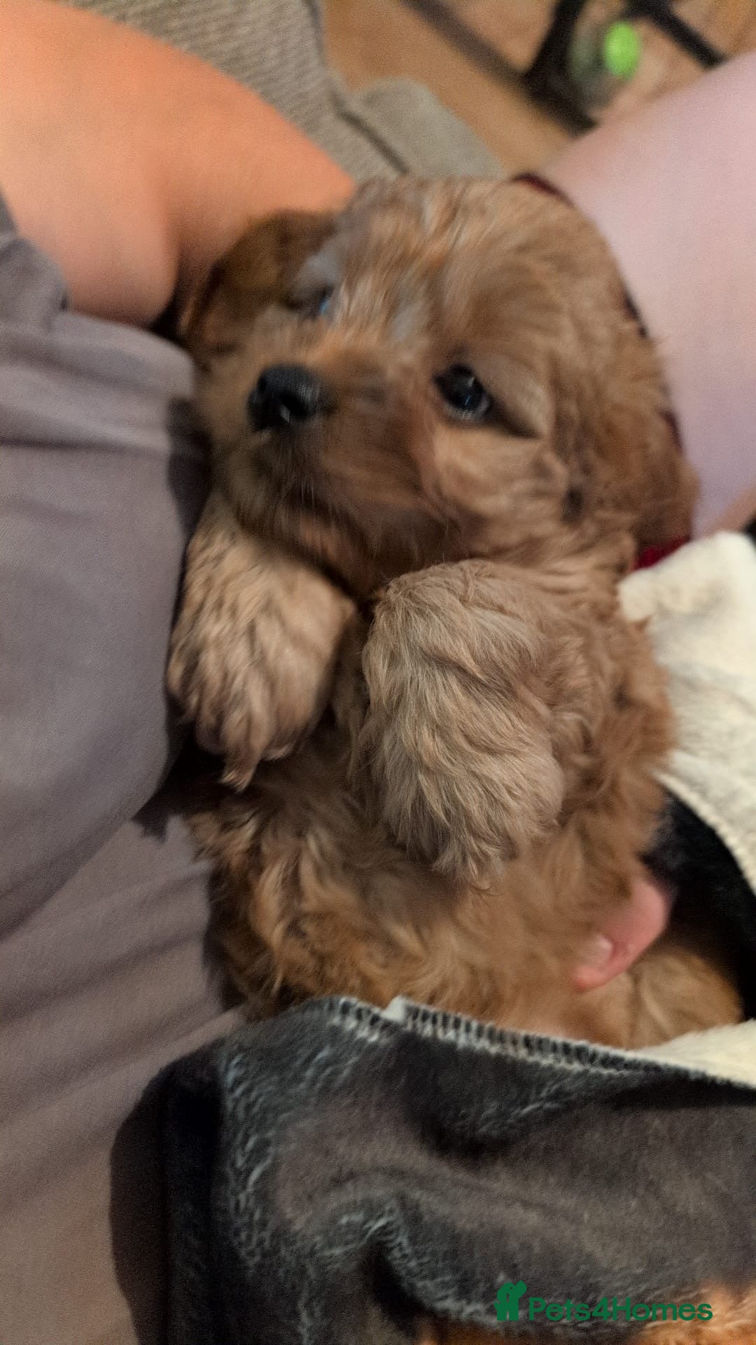 Cavapoo dogs for stud: PROVEN F1 Red Cavapoo stud-DNA Fully health tested - Image 14