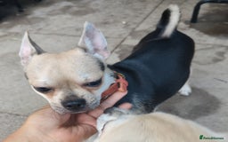 Chihuahua dogs for sale: Two Adorable Chihuahuas Looking for a Loving Home - Image 6