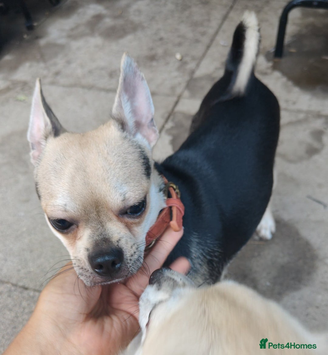 Chihuahua dogs for sale: Two Adorable Chihuahuas Looking for a Loving Home - Image 6