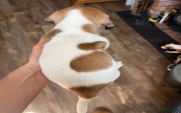 Jack Russell dogs for sale: Jack Russell Puppies  - Image 4