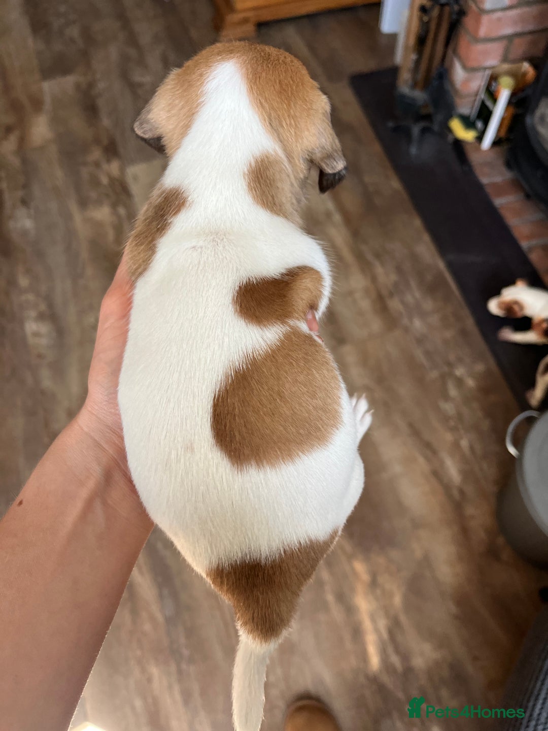 Jack Russell dogs for sale: Jack Russell Puppies  - Image 4