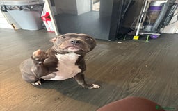Staffordshire Bull Terrier dogs for sale: Year old female blue staff  - Image 1