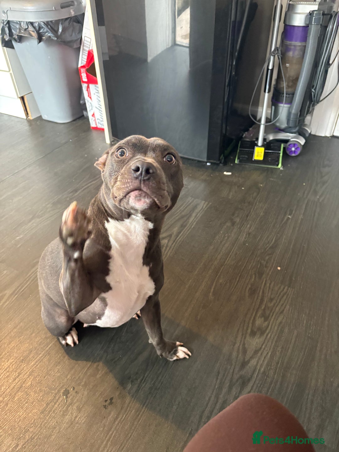 Staffordshire Bull Terrier dogs for sale: Year old female blue staff  - Image 1