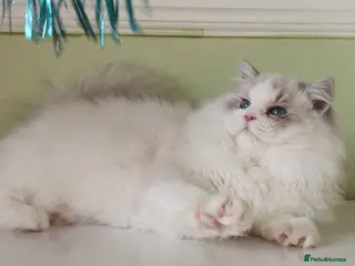 Ragdoll cats EU Sweet face Ragdoll TICA - Advert 1
