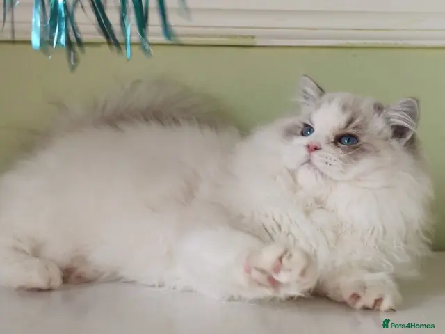 Ragdoll cats for sale: EU Sweet face Ragdoll TICA - Advert 11
