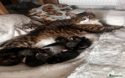 Mixed Breed cats for sale: Kittens  - Image 3