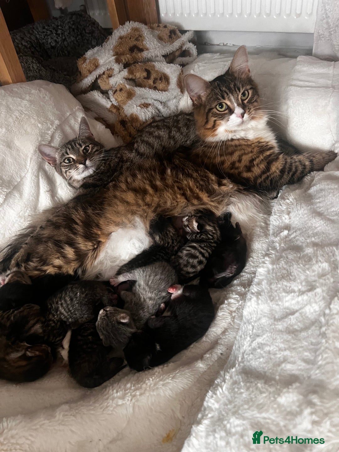 Mixed Breed cats for sale: Kittens  - Image 3