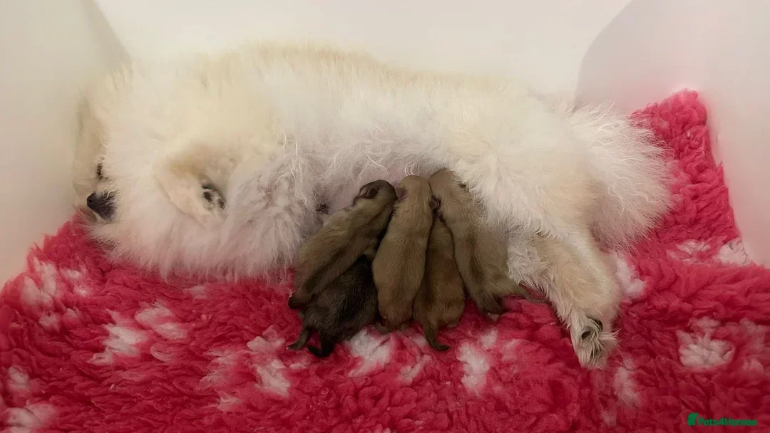 Pomeranian dogs for sale: Stunning Pom Girl for sale - Advert 9