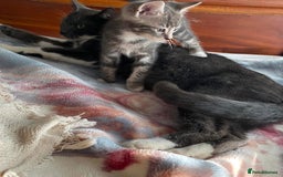 Mixed Breed cats for sale: ❤️Kittens for Sale❤️  - Advert 1