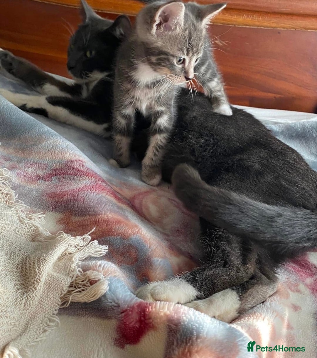 Mixed Breed cats for sale: ❤️Kittens for Sale❤️  - Advert 1