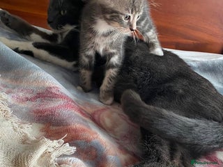 Mixed Breed cats ❤️Kittens for Sale❤️ - Advert 1