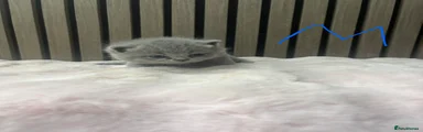 British Shorthair 3
