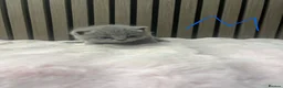 British Shorthair cats for sale: British shorthair kittens - Advert 3