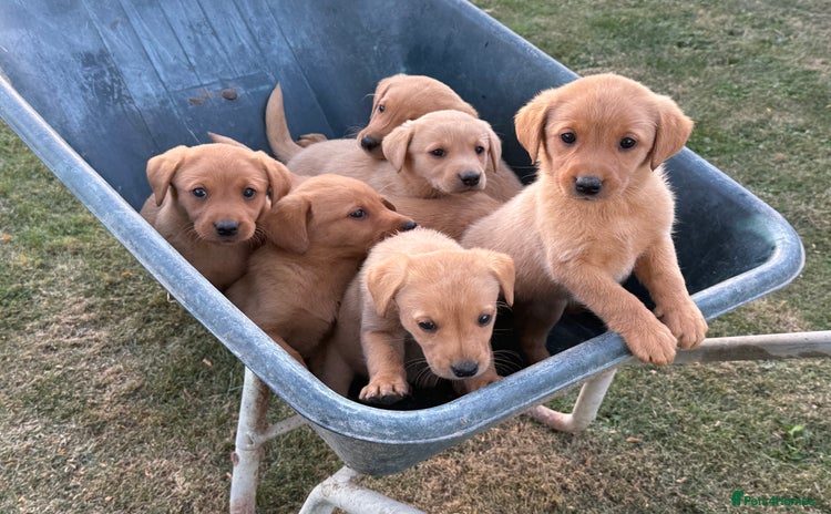Labrador Retriever dogs - Advert 12