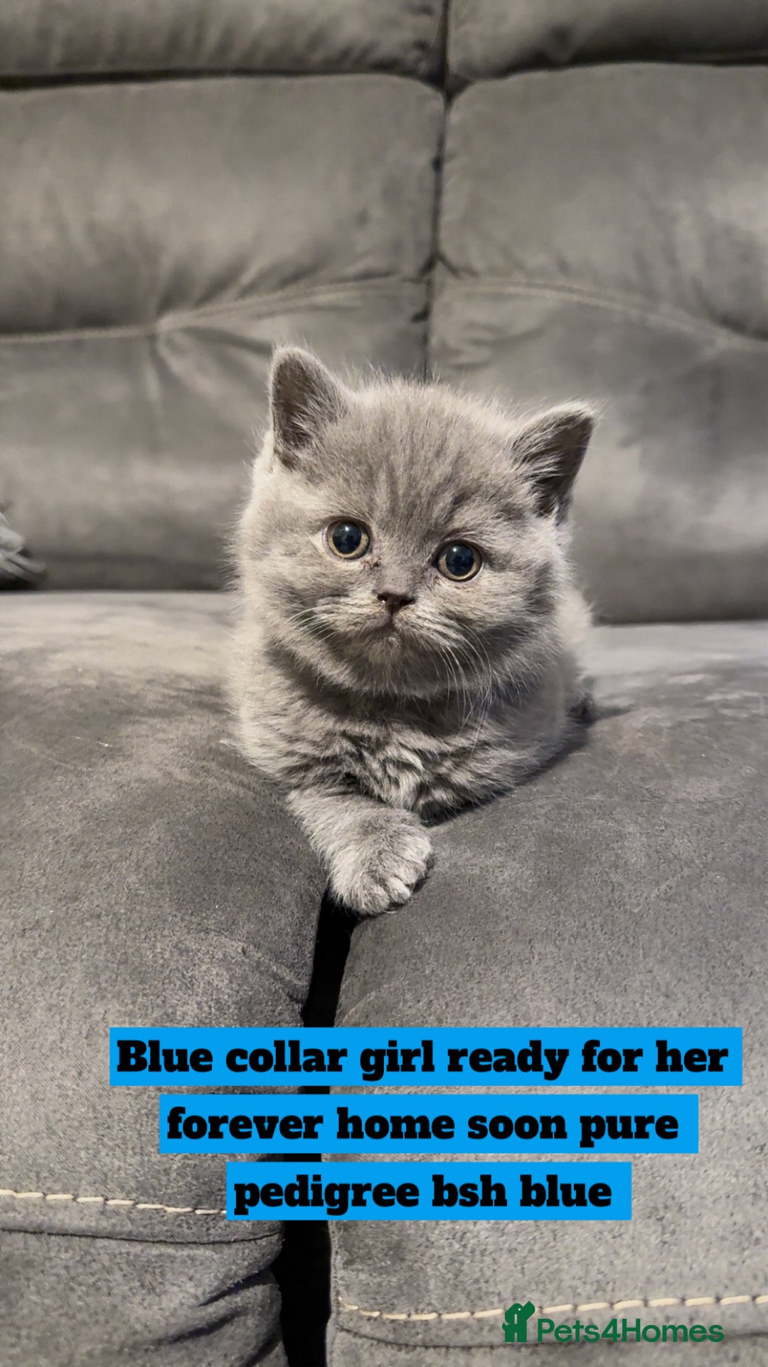 British Shorthair cats for sale: Full pedigree. Bsh kittens  - Advert 8