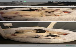 Chihuahua dogs for sale:  Quality KC stunning  tiny Chihuahua - Image 1