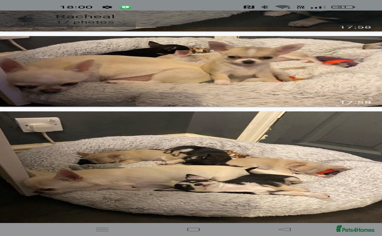 Chihuahua dogs - Advert 4