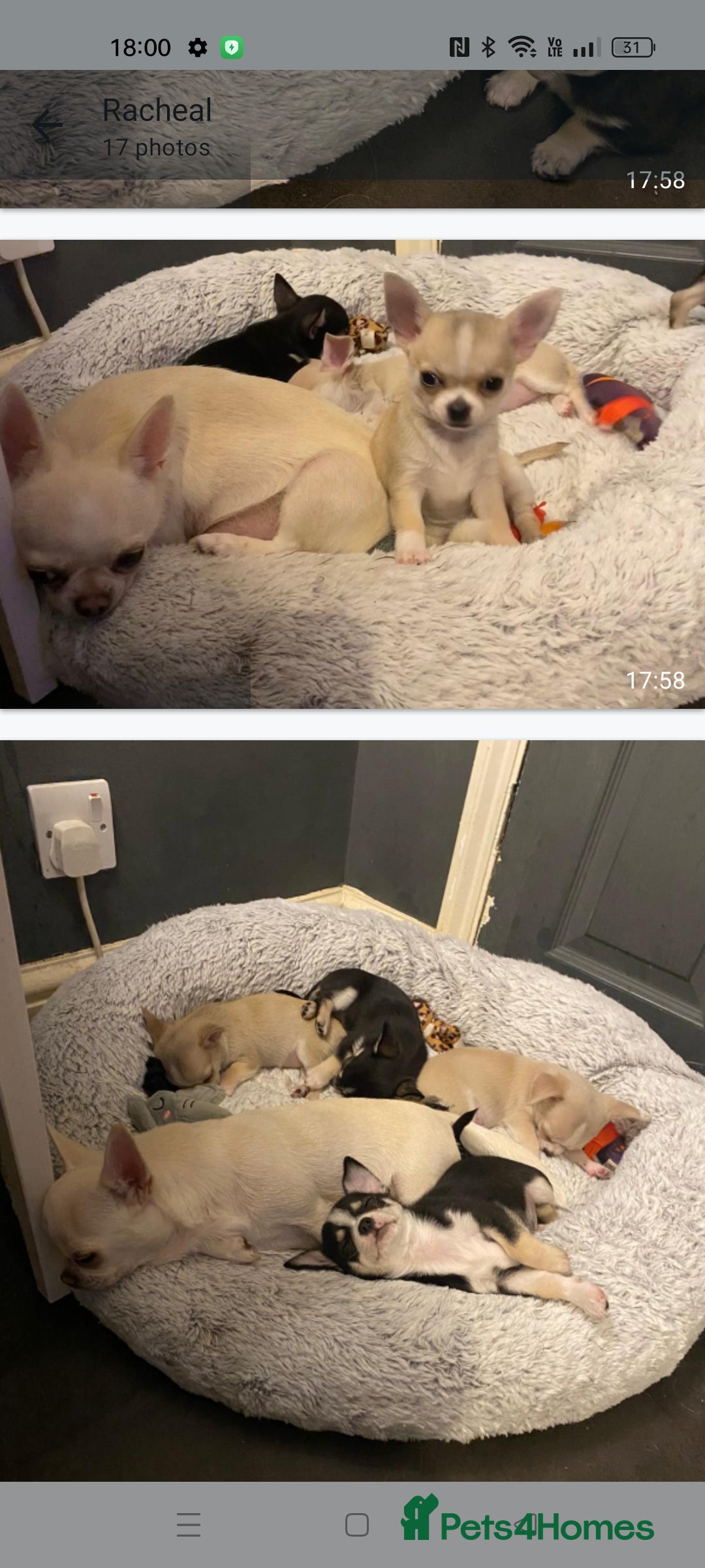 Chihuahua dogs for sale:  Quality KC stunning  tiny Chihuahua - Image 1