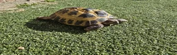 Tortoise reptiles for sale: Russian Tortoise + Enclosure in Nottingham - Advert 5