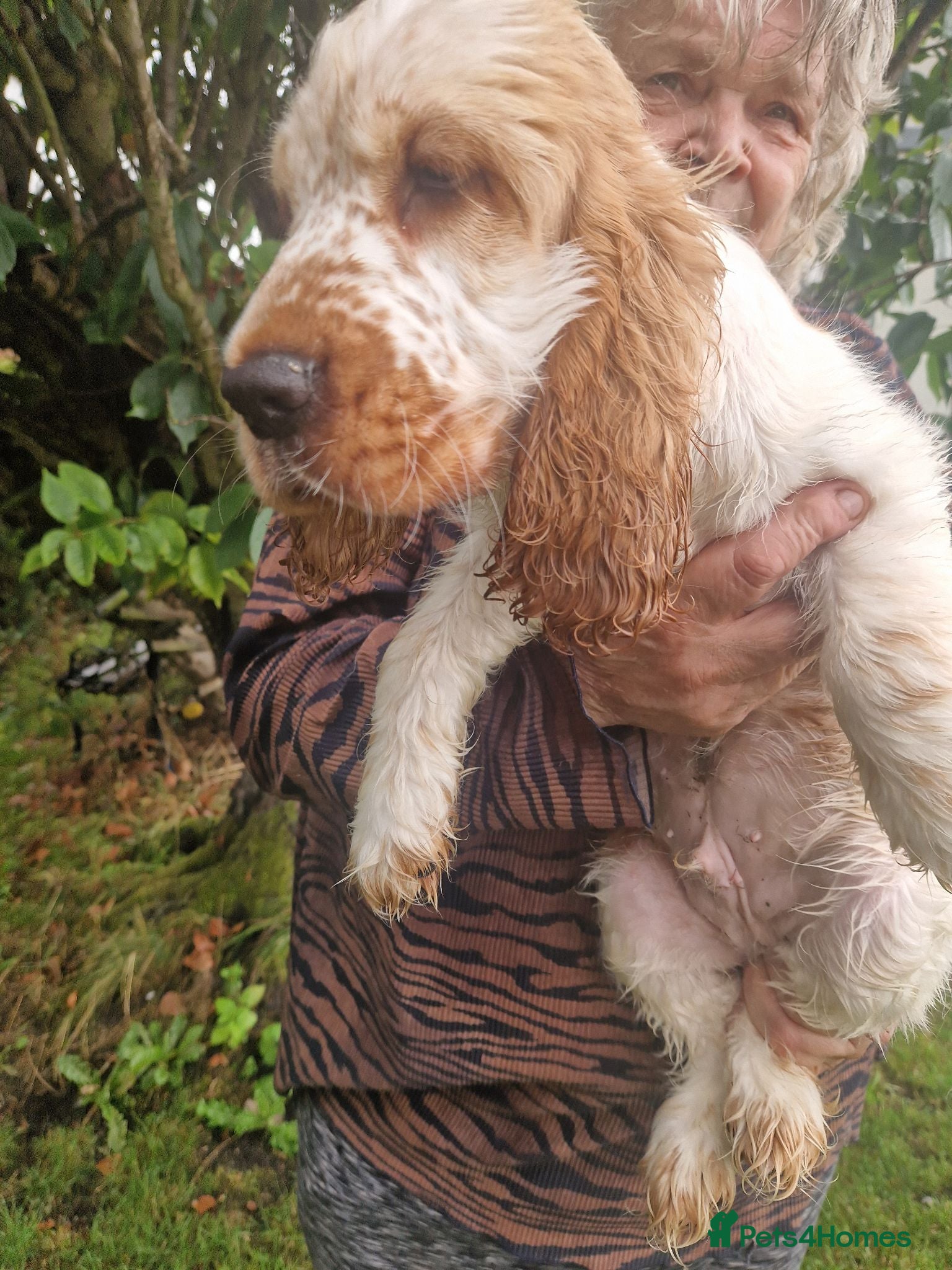 Cocker Spaniel dogs SIMPLY UNIQUE KC REG SHOW TYPE COCKER SPANIEL - Advert 1