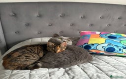 British Shorthair cats for sale: BRITISH SHORTHAIR CROSS OCICAT KITTENS - Image 12
