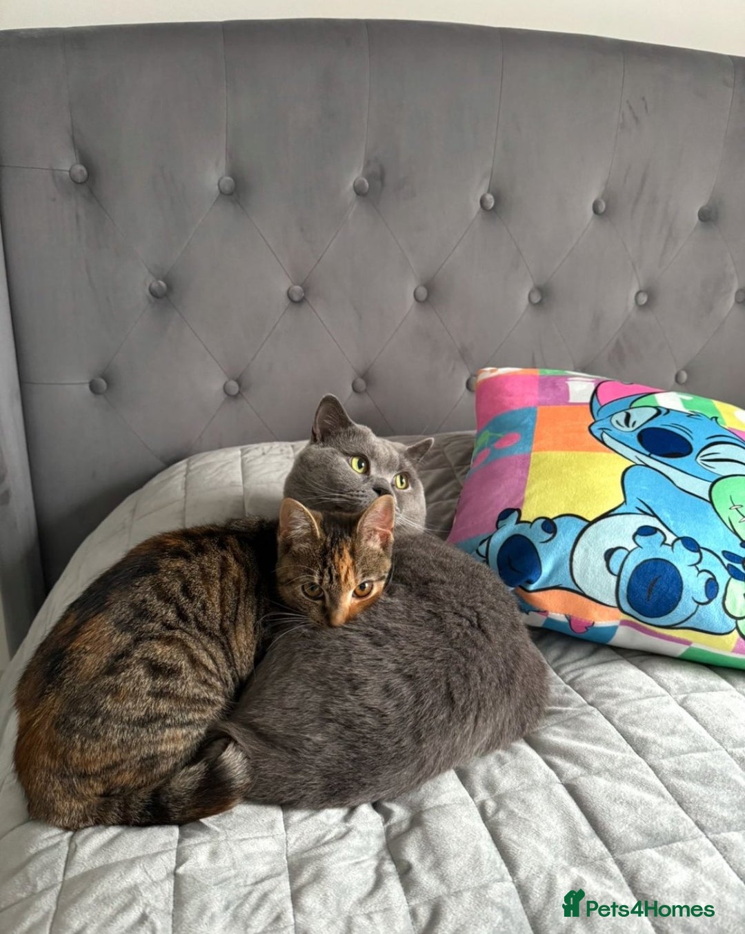 British Shorthair cats for sale: BRITISH SHORTHAIR CROSS OCICAT KITTENS - Image 12