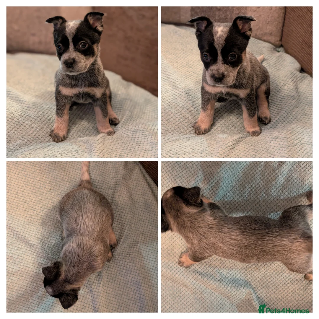 Australian Cattle Dog dogs for sale: Cattle Dog Puppies - Advert 11