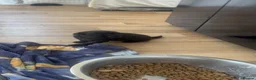 Mixed Breed dogs for sale: LAST PUP AVAILABLE  - Advert 21