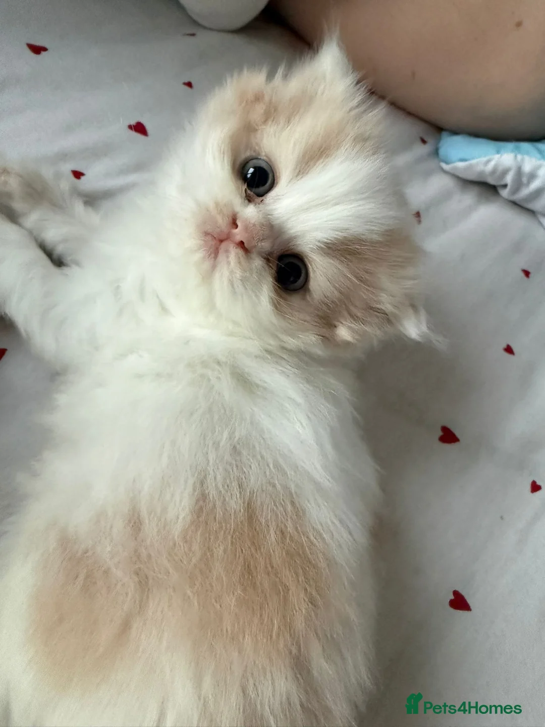 British Shorthair cats for sale: British long hair kitten - Advert 1