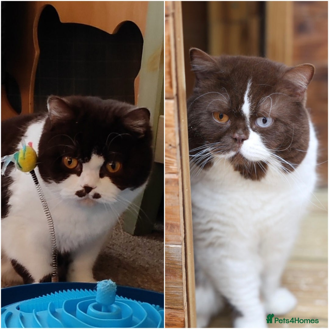 British Shorthair cats for sale: GCCF champions lines.Odd eyes boy and girl. - Advert 14