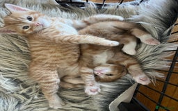 Domestic Shorthair cats for sale: 2 Ginger males - Image 1