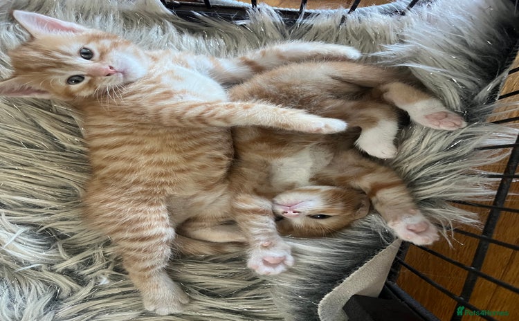 Domestic Shorthair cats - Advert 2