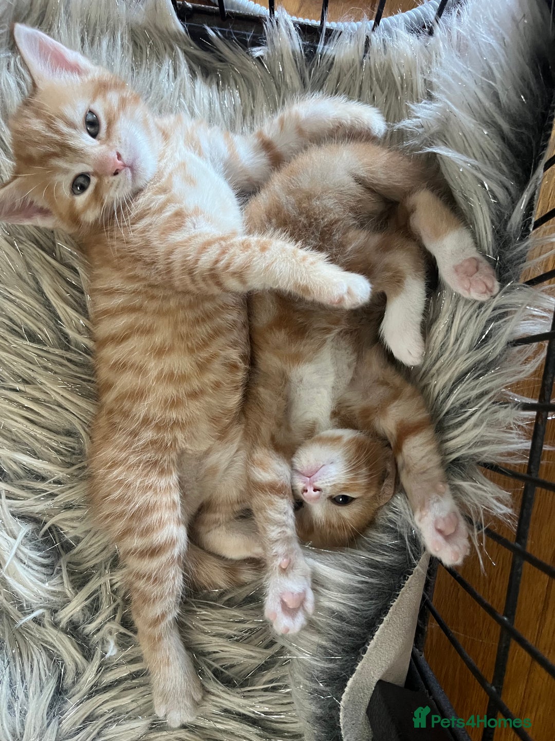 Domestic Shorthair cats for sale: 2 Ginger males - Image 1