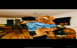 Goldendoodle dogs for sale: Stunning red goldendoodles - Advert 6