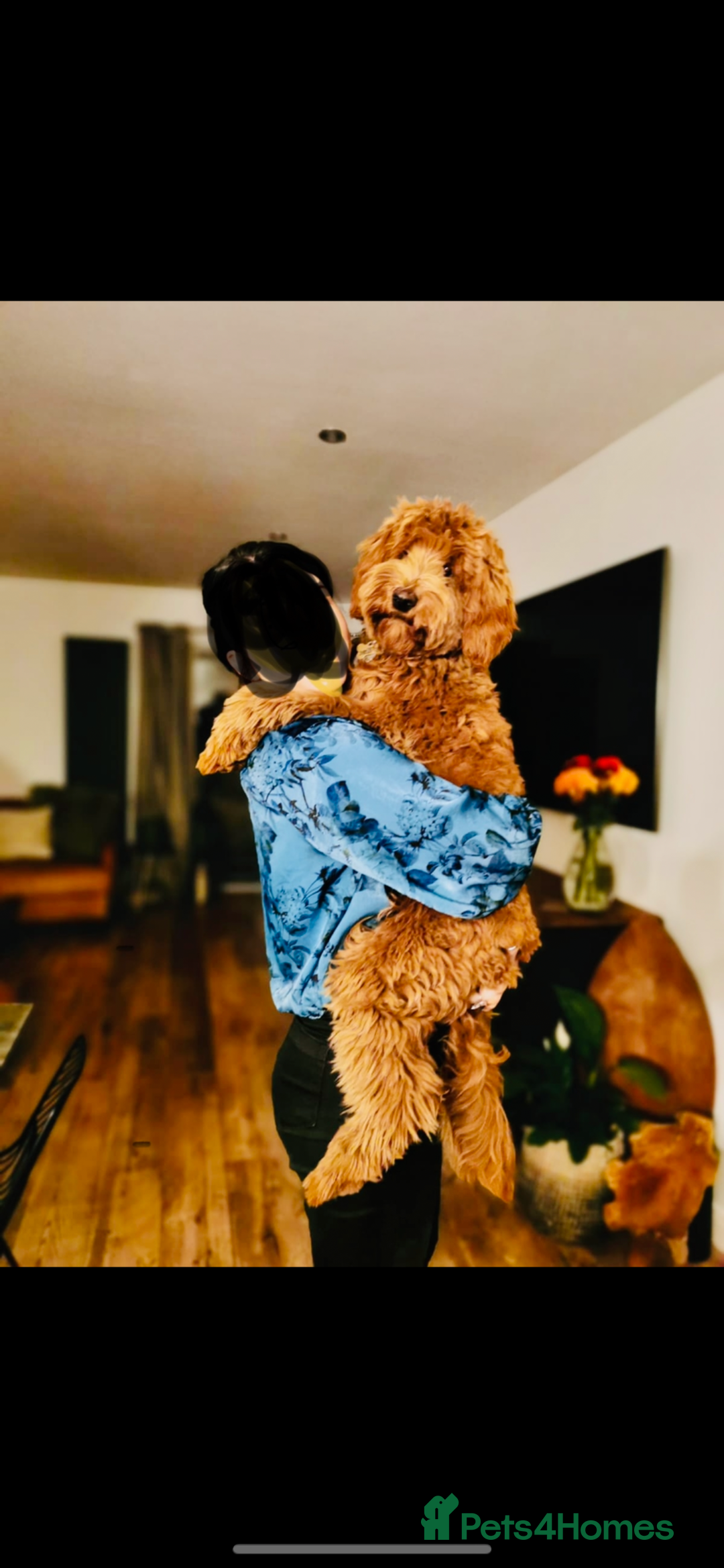 Goldendoodle dogs for sale: Stunning red goldendoodles - Advert 6