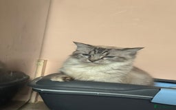 Ragdoll cats for sale: GCCF Registered Kittens - Image 12