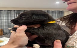 Mixed Breed dogs for sale: Lab/cockapoo cross - Image 14