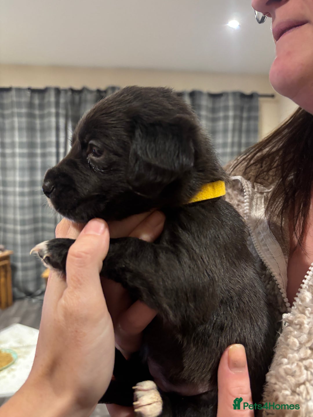 Mixed Breed dogs for sale: Lab/cockapoo cross - Image 14