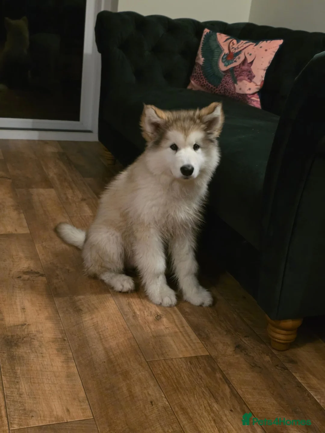 Alaskan Malamute dogs for sale: Pretty Alaskan Malamute  in Salisbury - Advert 2