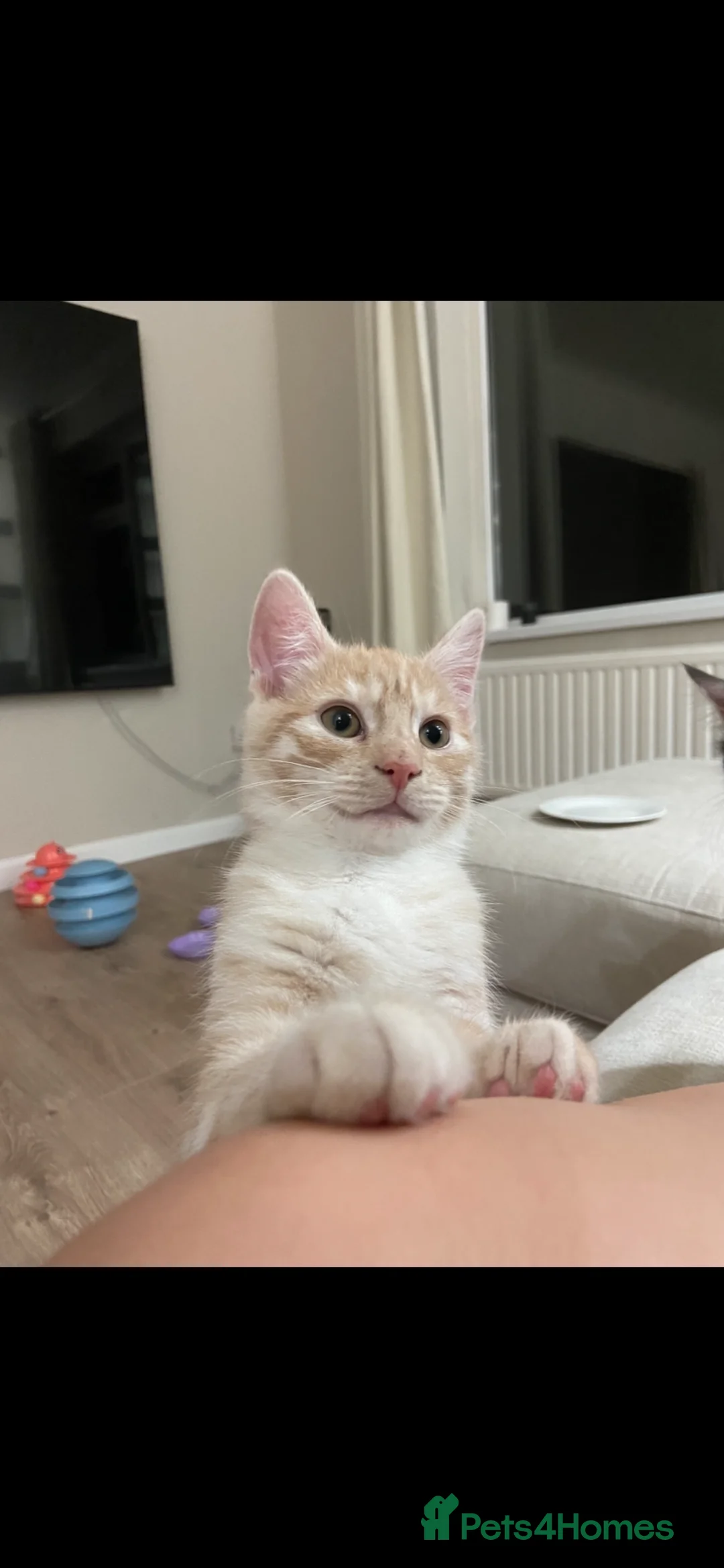 Mixed Breed cats for sale: Make kittens  in Llanelli - Advert 1