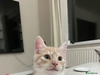 Mixed Breed cats Make kittens - Advert 1