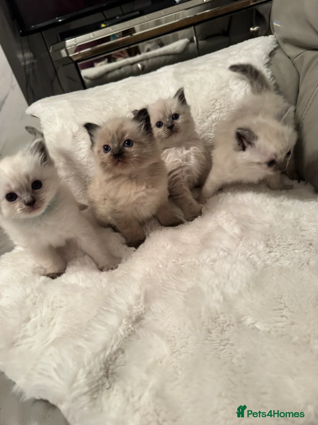 Ragdoll cats for sale: Beautiful Ragdoll kittens 🤍 - Advert 1