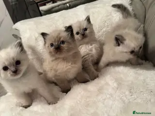 Ragdoll cats Beautiful Ragdoll kittens 🤍 - Advert 2